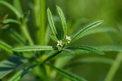 Cleavers