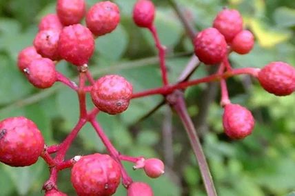 Prickly Ash