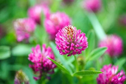 Red Clover